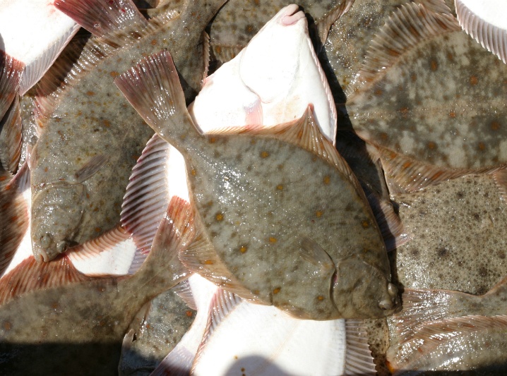 Ryby prosto z kutra FLĄDRA KR&Oacute;LOWA BAŁTYKU